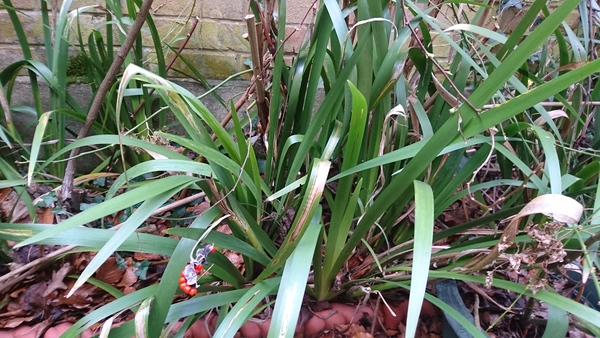 Can anyone identify this plant for me please?