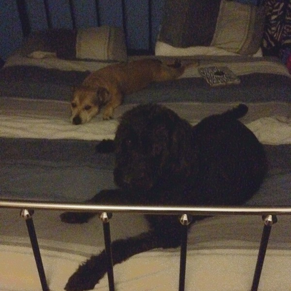 ..to let our puppy slep on the bed tonight?