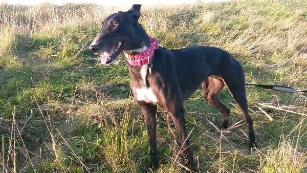 Thinking of getting a greyhound- any advice out there?