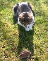 Mouse!!!!
