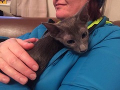 New kitten alert.....so excited