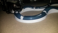 Rescue cat pic thread