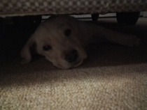 Does anyone fancy a 'puppy survival' thread?