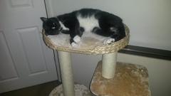 Rescue cat pic thread