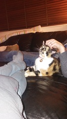 Rescue cat pic thread