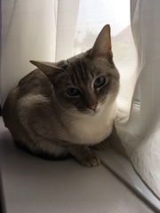 Rescue cat pic thread