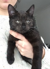 Black cats and kittens