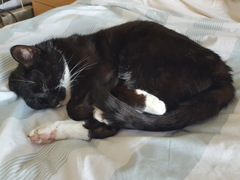 Rescue cat pic thread