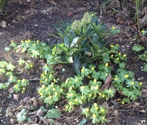 I am completely, totally, utterly, desperately FED UP WITH WINTER NOW!