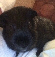 GP experts - how to 'age' a pig