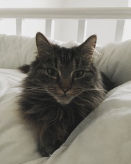 Is my cat too thin? How can I make her gain weight?