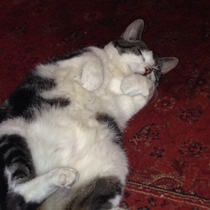 Rescue cat pic thread