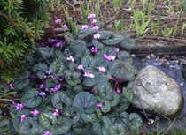 I am completely, totally, utterly, desperately FED UP WITH WINTER NOW!