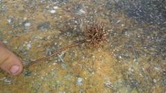 Does anyone know which tree this is?