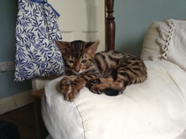 DSIS just got a Bengal kitten.....