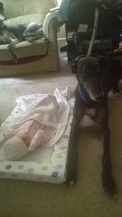 New baby, rescue greyhound. Any tips?
