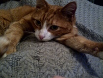 Rescue cat pic thread