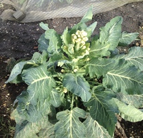 Allotment/Veg Patch - Thread 7 - The Harvesters Arms