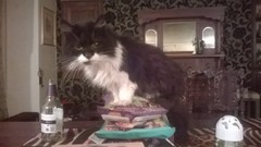 Rescue cat pic thread