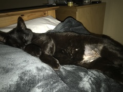 ..to let our puppy slep on the bed tonight?