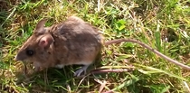 Mouse!!!!