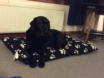 Can we cope with a lab?