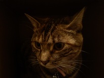 To think that cat owners that smoke don't realise how bad they smell?