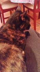 Cat falling asleep on me!