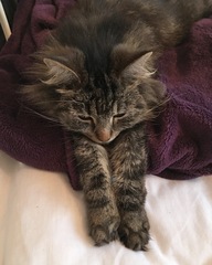 Is my cat too thin? How can I make her gain weight?