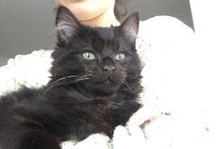 Black cats and kittens