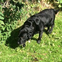 Can we cope with a lab?