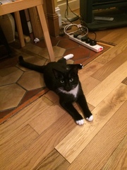 Boy cat doesn't seem to hunt or bring me his spoils... :-(
