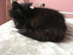 Rescue cat pic thread