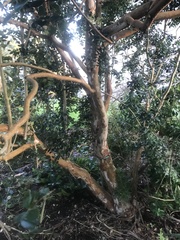 Help me ID a tree please?