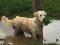 Does anyone fancy a 'puppy survival' thread?