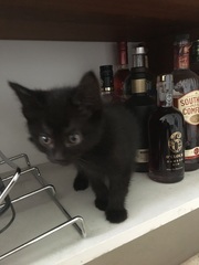 Crepes, Cats and Calamari
