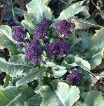 Allotment/Veg Patch - Thread 7 - The Harvesters Arms