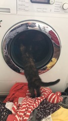 Is my kitten right in the head?