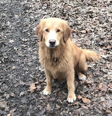 Can we cope with a lab?