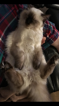 Does your cat sleep like this?