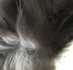 Black cats and kittens