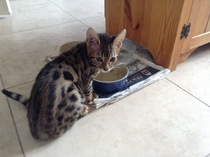 DSIS just got a Bengal kitten.....