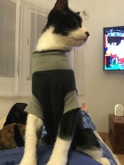 My kittens have been neutered today, Q about collar?