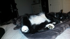 Does your cat sleep like this?