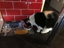 Need a complete, high meat% shredded meat type cat food...