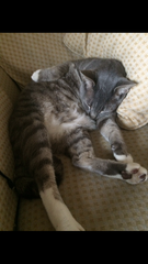 Does your cat sleep like this?