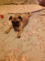 ..to let our puppy slep on the bed tonight?