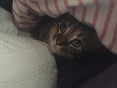 Rescue cat pic thread