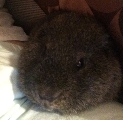 GP experts - how to 'age' a pig