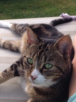 Rescue cat pic thread